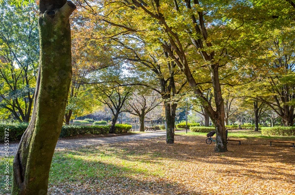 Fototapeta 東京の和田堀公園