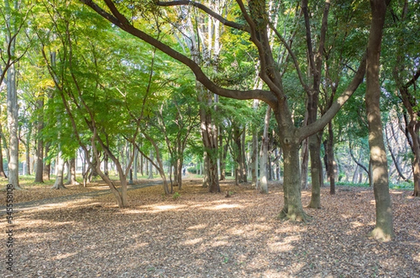 Fototapeta 東京都立・砧公園