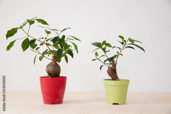 Obraz 正面の鉢植え観葉植物のガジュマル