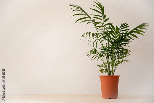 Obraz 淡色の背景に緑のテーブルヤシの鉢
