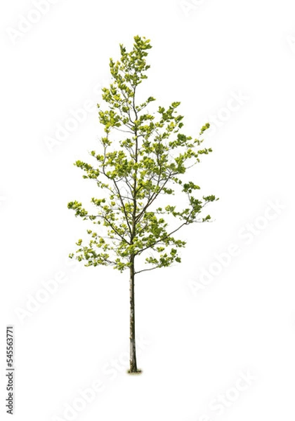 Fototapeta tree isolated on white background. single tree isolated on white background.