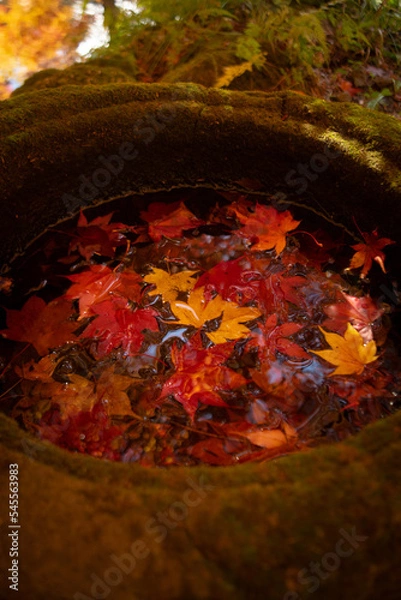 Fototapeta Close-up autumn leaves in the water
