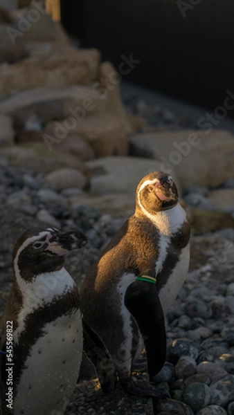 Fototapeta Close up of a penguin with sunlight 