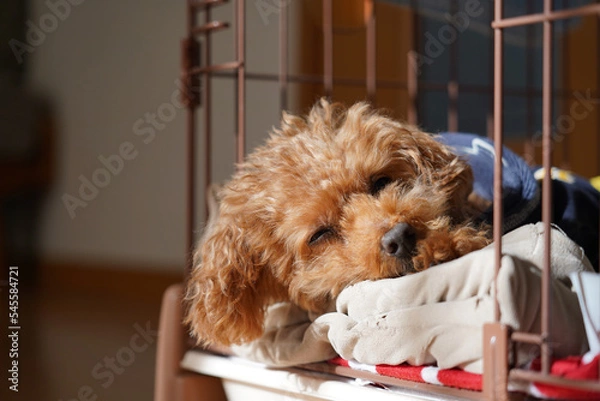 Fototapeta ひなたで昼寝をするトイプードル