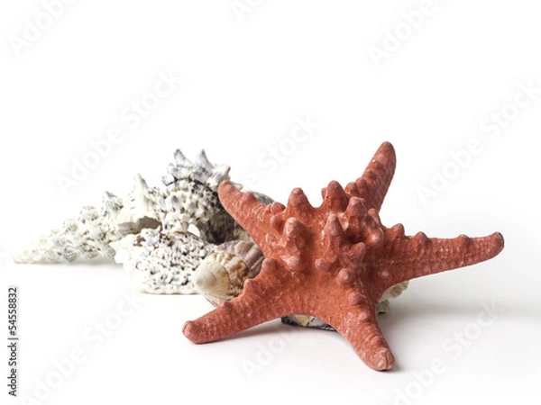 Obraz estrella de mar junto a unas conchas