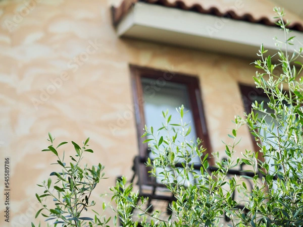Fototapeta オリーブの木がある玄関　ハンギングしたペチュニア　ハート型の葉が美しいカツラの木　新緑の季節