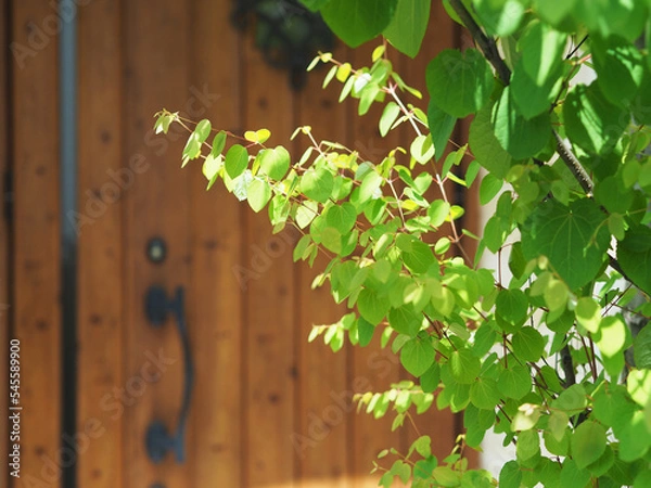 Fototapeta オリーブの木がある玄関　ハンギングしたペチュニア　ハート型の葉が美しいカツラの木　新緑の季節