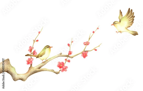 Fototapeta 紅梅の枝に止まるうぐいすと飛ぶうぐいす2　手描き色鉛筆画
