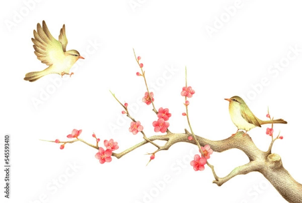 Fototapeta 紅梅の枝に止まるうぐいすと飛ぶうぐいす1　手描き色鉛筆画