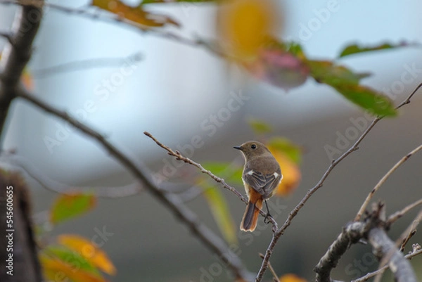 Fototapeta ジョウビタキの後ろ姿