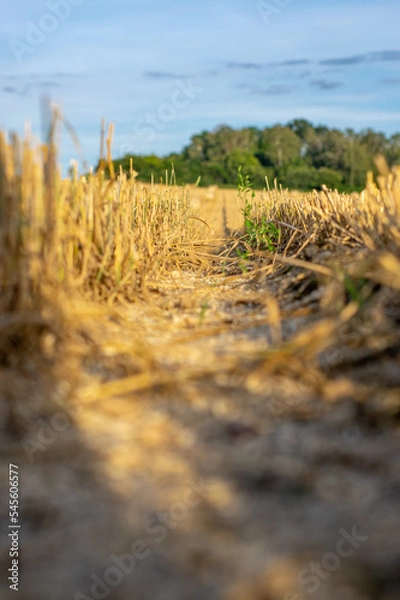 Obraz Pole po zbiorach
