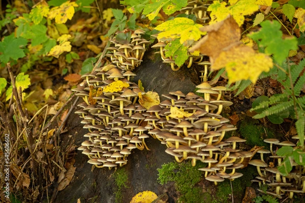 Obraz Kolonia grzybów