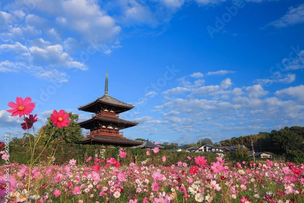 Obraz 奈良　法起寺　三重塔とコスモス　横位置