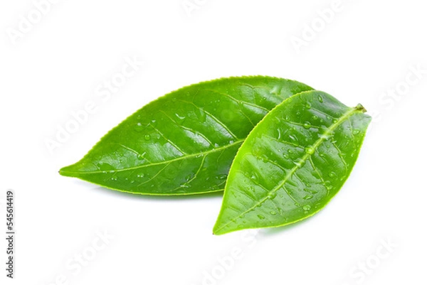 Obraz Green tea leaf with drops of water on white background.