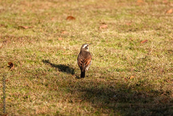 Fototapeta 朝の光を浴びるツグミ