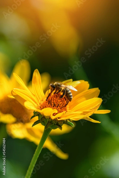 Obraz Bee and flower. Close up of a large striped bee collecting pollen on a yellow flower on sunny  day. Macro photography. Summer and spring backgrounds