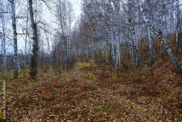 Obraz Deep autumn in a birch forest