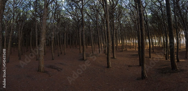 Obraz Mystischer Pinienwald