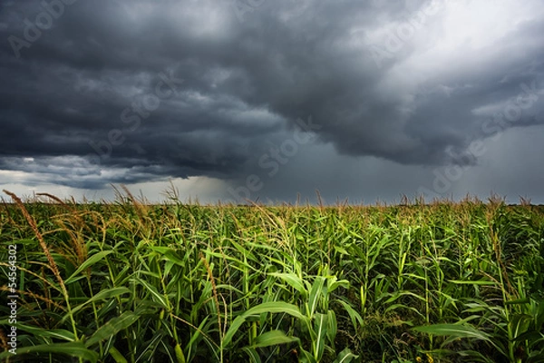 Obraz pole kukurydzy