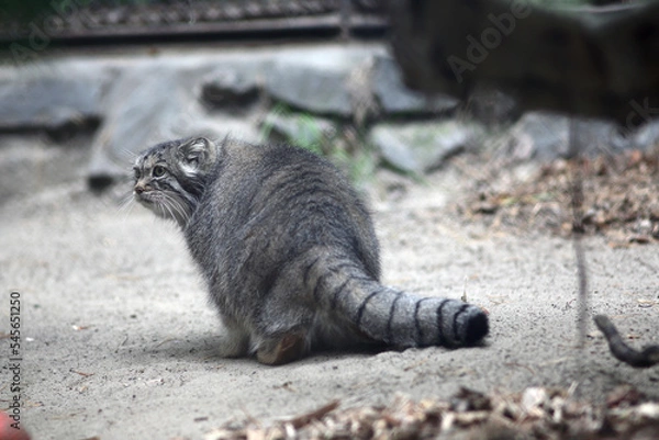 Obraz close-up portrait of manul cat sitting on sand