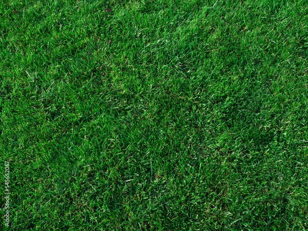 Obraz green grass background