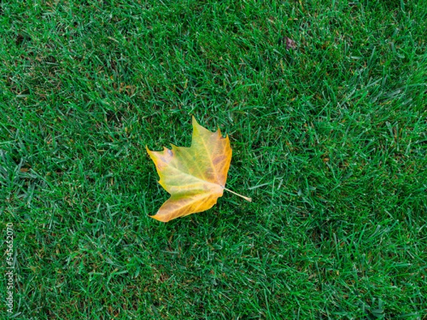 Obraz autumn leaves on the grass