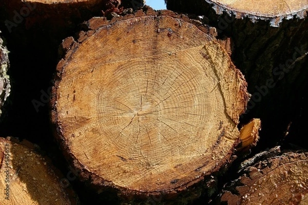 Obraz tronc d'arbres