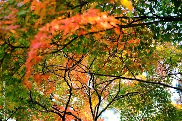 Fototapeta 京都御所，秋，紅葉，京都，日本，風景,，旅行， 建築，自然，木，背景，黄色，庭,，光，観光スポット