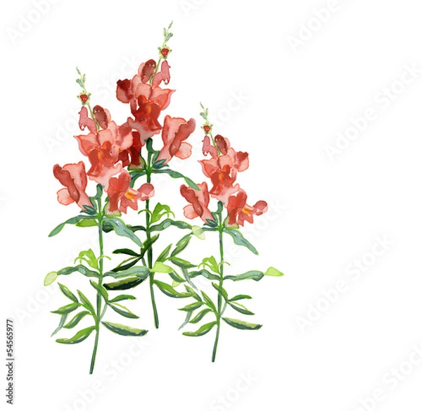 Obraz Snapdragons