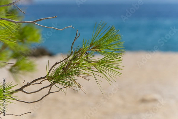 Fototapeta Pine tree on beach