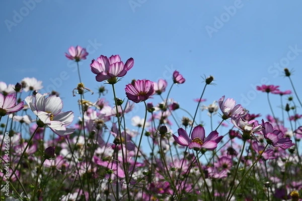 Obraz コスモスの裏