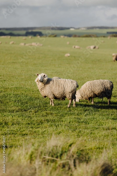 Fototapeta Sheep grazing on a grassy field in Victoria