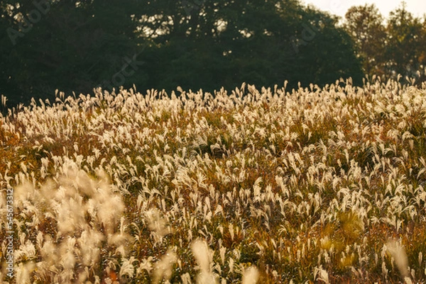 Obraz 夕日に照らされるススキ