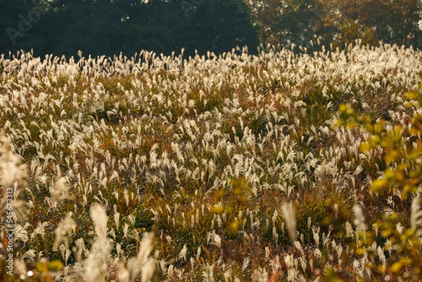 Obraz 夕日に照らされるススキ