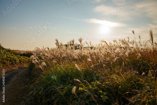 Obraz 夕日に照らされるススキ