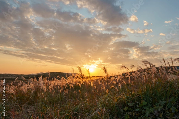 Obraz 夕日に照らされるススキ