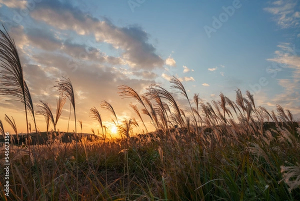 Obraz 夕日に照らされるススキ