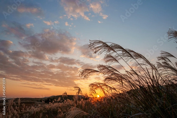 Obraz 夕日に照らされるススキ