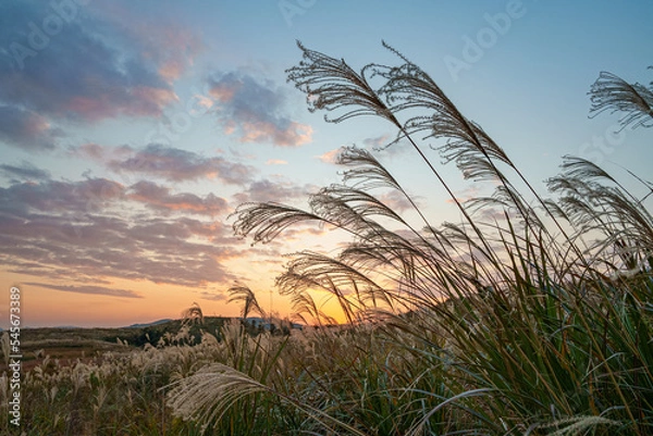 Obraz 夕日に照らされるススキ