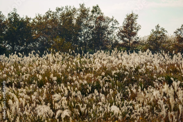 Obraz 夕日に照らされるススキ