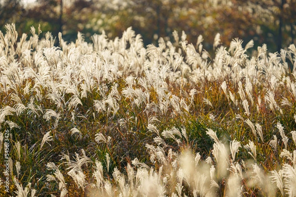 Obraz 夕日に照らされるススキ