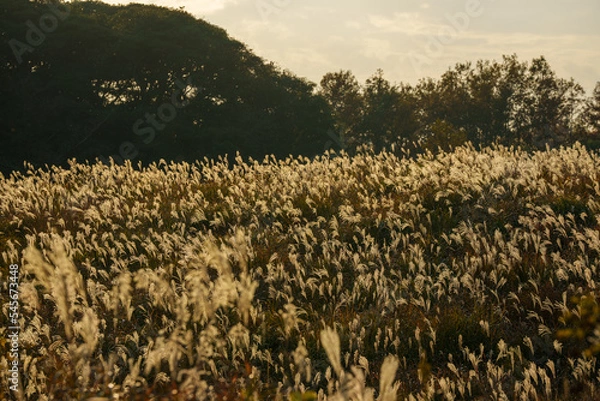 Obraz 夕日に照らされるススキ