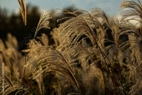 Obraz 夕日に照らされるススキ
