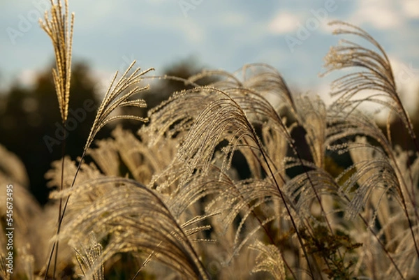 Obraz 夕日に照らされるススキ