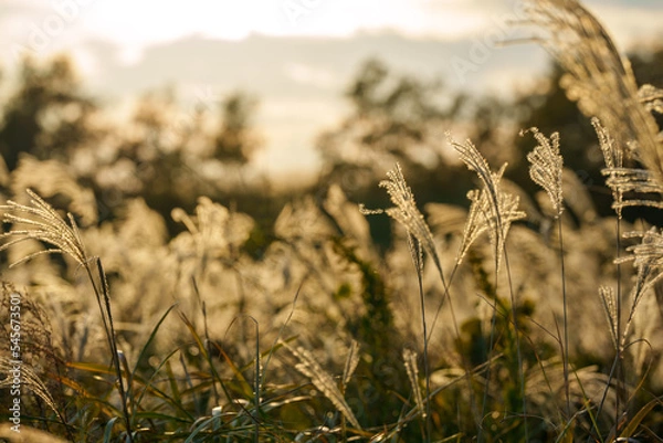 Obraz 夕日に照らされるススキ