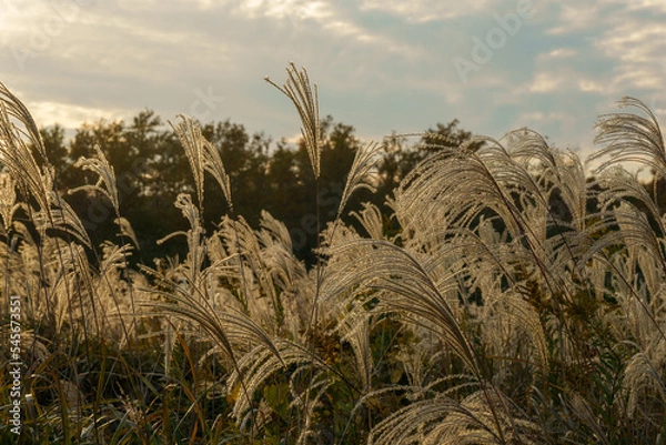 Obraz 夕日に照らされるススキ