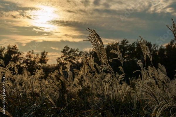 Obraz 夕日に照らされるススキ
