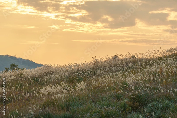 Obraz 夕日に照らされるススキ