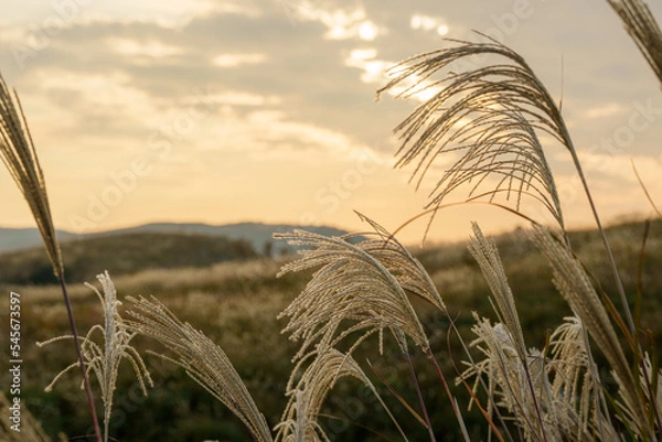 Obraz 夕日に照らされるススキ