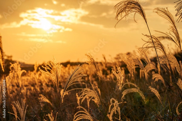 Obraz 夕日に照らされるススキ